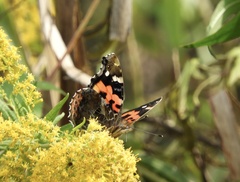 Vanessa indica