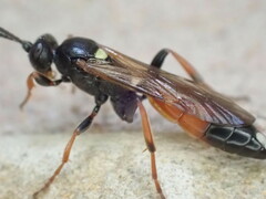 Ichneumon confusor