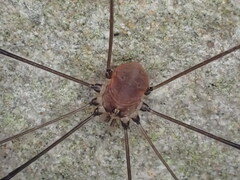 Leiobunum blackwalli