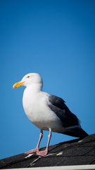 Larus occidentalis