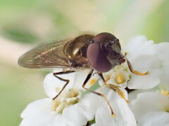 Platycheirus albimanus