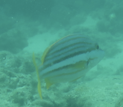 Lutjanus carponotatus