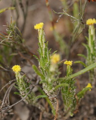 Podotheca angustifolia