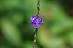 Stachytarpheta