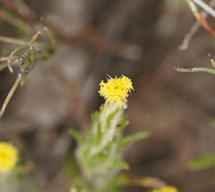 Podotheca angustifolia