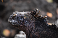 Amblyrhynchus cristatus