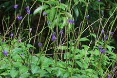 Stachytarpheta
