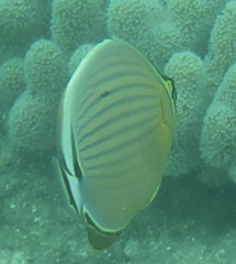 Chaetodon lunulatus