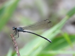 Bayadera brevicauda