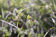 Caladenia attingens