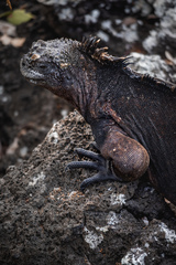 Amblyrhynchus cristatus