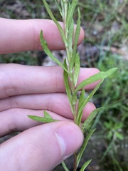 Triptilodiscus pygmaeus
