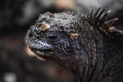 Amblyrhynchus cristatus