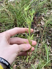 Triptilodiscus pygmaeus