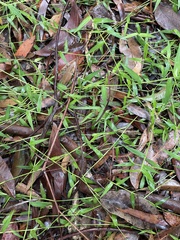 Ottochloa gracillima