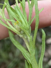 Triptilodiscus pygmaeus