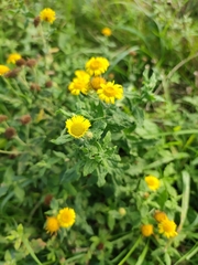 Pulicaria dysenterica