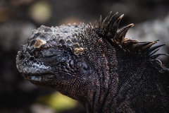 Amblyrhynchus cristatus