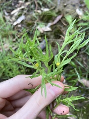 Triptilodiscus pygmaeus