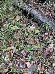 Ottochloa gracillima