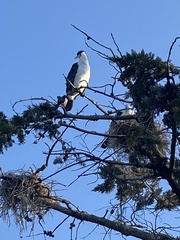 Phalacrocorax varius varius
