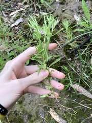 Triptilodiscus pygmaeus