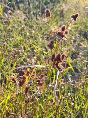 Cyperus glomeratus