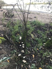 Lentinus tigrinus