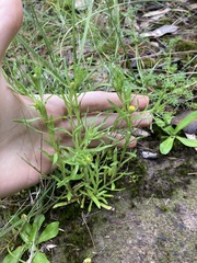 Triptilodiscus pygmaeus