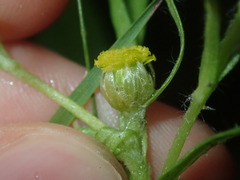 Triptilodiscus pygmaeus