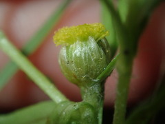 Triptilodiscus pygmaeus