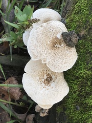 Lentinus tigrinus