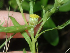 Triptilodiscus pygmaeus