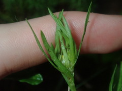 Triptilodiscus pygmaeus