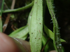 Triptilodiscus pygmaeus