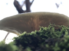 Lentinus tigrinus