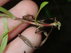 Triptilodiscus pygmaeus