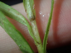 Triptilodiscus pygmaeus