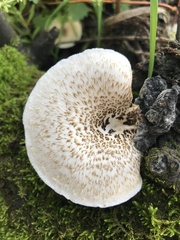 Lentinus tigrinus