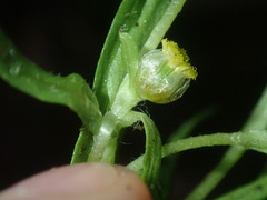 Triptilodiscus pygmaeus