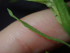 Triptilodiscus pygmaeus