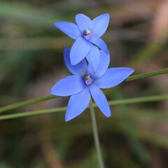 Thelymitra crinita