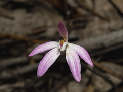Caladenia fuscata