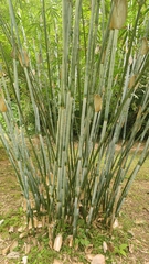 Bambusa chungii