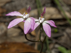 Caladenia fuscata