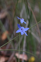 Thelymitra crinita