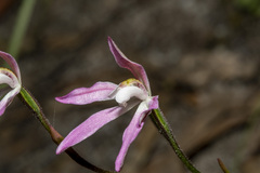 Caladenia fuscata