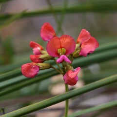 Kennedia coccinea