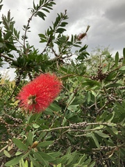 Melaleuca