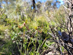 Caladenia attingens